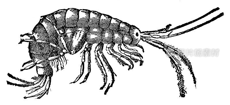 普通对虾(Palaemon Serratus) - 19世纪